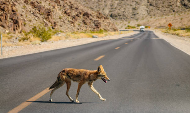 coyote en traversant la route - coyote desert outdoors day photos et images de collection