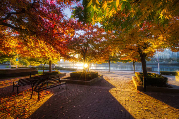 Colorful Autumn Morning at Coopers Park
