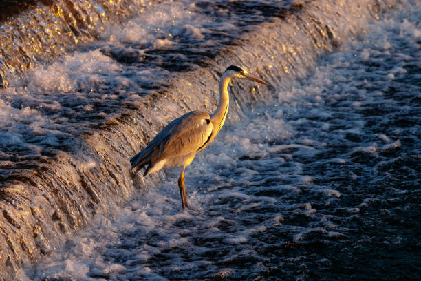istock Egret waiting for prey VA109 1059044508