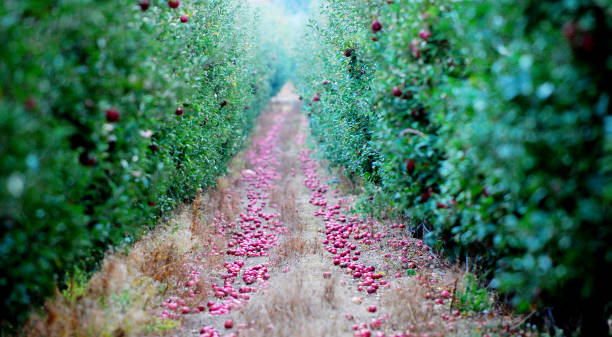 istock ripe fallen apples on a ground of an apple orchard 1059046146