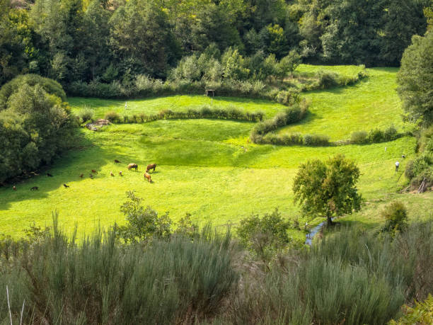 Lush meadow in the valley - Vilasinde Grazing cows and goats in the lush meadow in the valley - Vilasinde, Castile and Leon, Spain galicia stock pictures, royalty-free photos & images