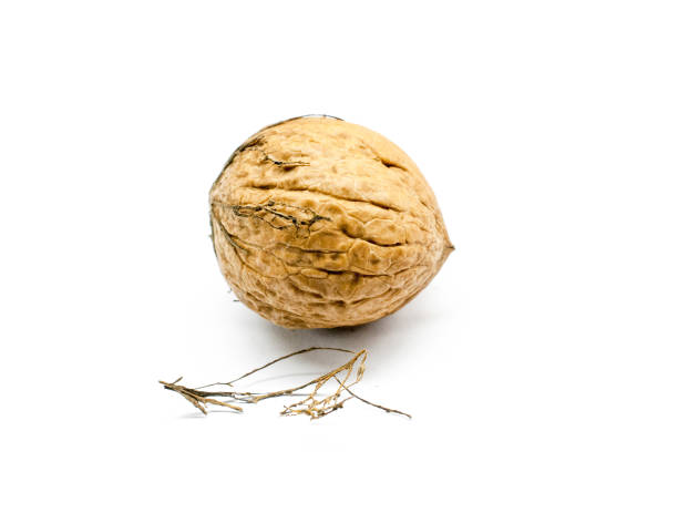 istock organic walnut on a white background,close up 1059046420