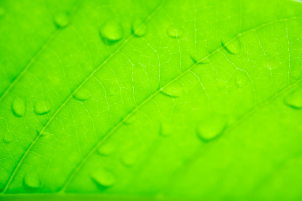 istock Rain drops on the green leaf in the rainy season. 1059046822