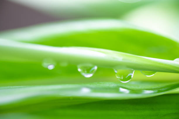 Rain drops on the green leaf in the rainy season.