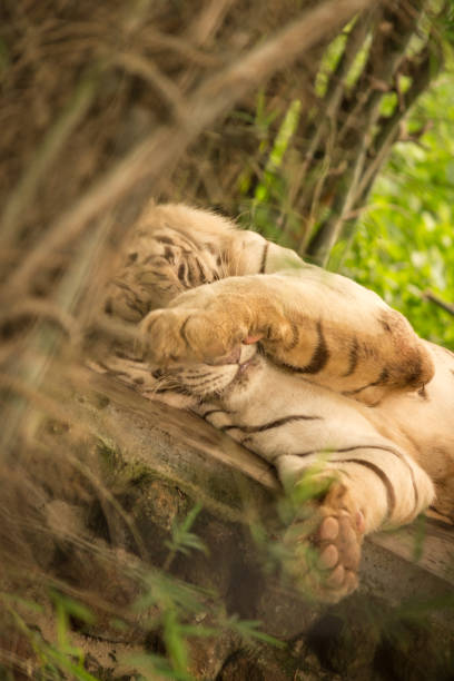 White Tiger resting. Portrait of a white tiger