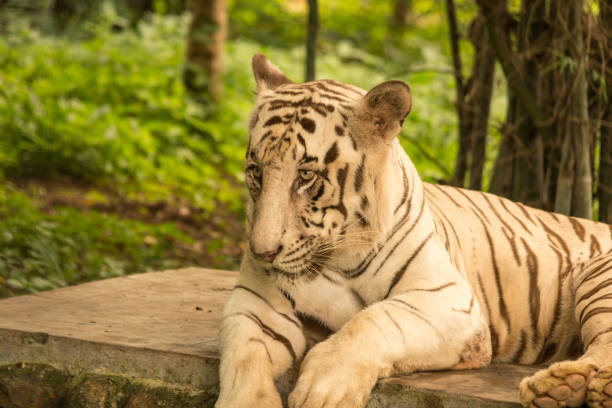istock White Bengal Tiger resting on the rock and enjoying his nap and cleaning hs boady in Bannerghatta National Park. 1059048404
