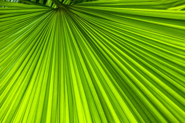istock Macro detail of green leaf texture. Close up beautiful leaves pattern. 1059049946
