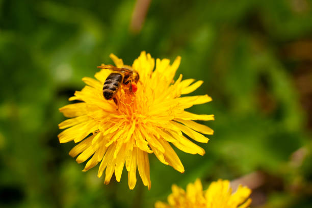 istock The bee collects the pollen from the flowers. Macro. 1059054816