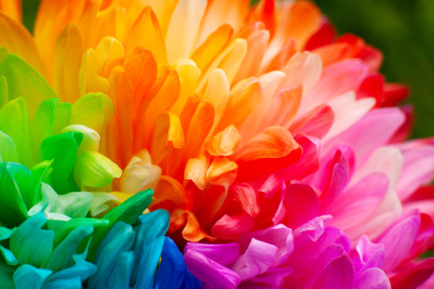 istock Multicolored petals of chrysanthemum. 1059054822
