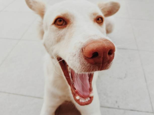 istock white dog smile close up 1059054992