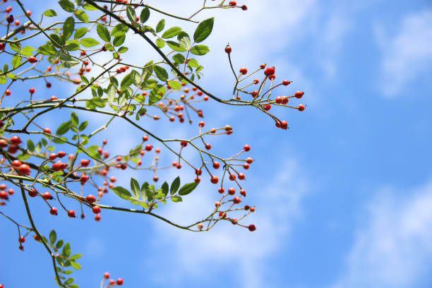 Rosehips and blue sky Rosehips and blue sky rosa multiflora stock pictures, royalty-free photos & images