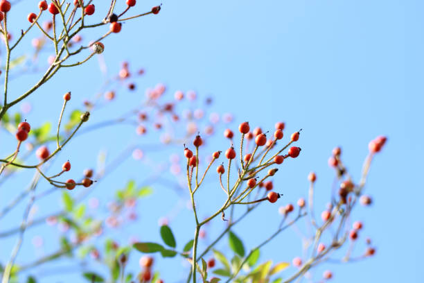 Rosehips and blue sky Rosehips and blue sky rosa multiflora stock pictures, royalty-free photos & images