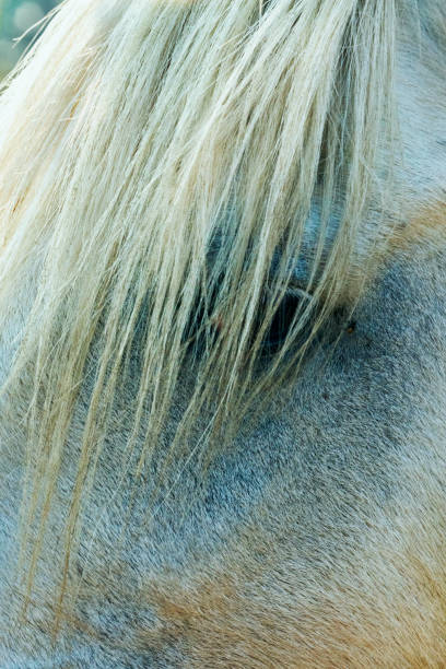 Detailed portrait of half of the head and the eye of a camargue horse, focus on the foreground
