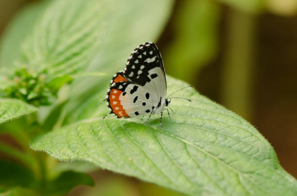 istock Indian Red Pierrot Butterfly 1059060984