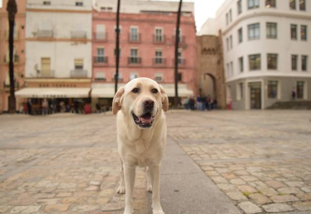 istock Labrador Retriever in Spain 1059061656
