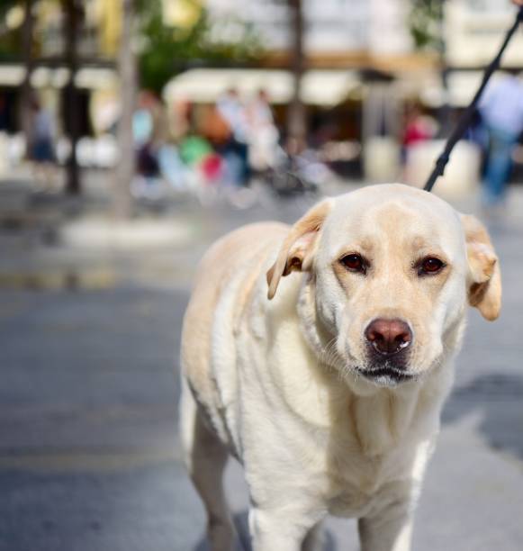 istock Labrador Retriever in Spain 1059062770