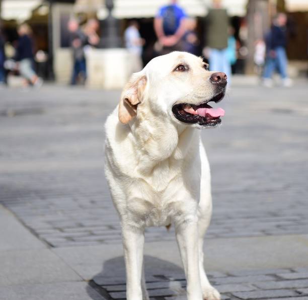 istock Labrador Retriever in Spain 1059062816
