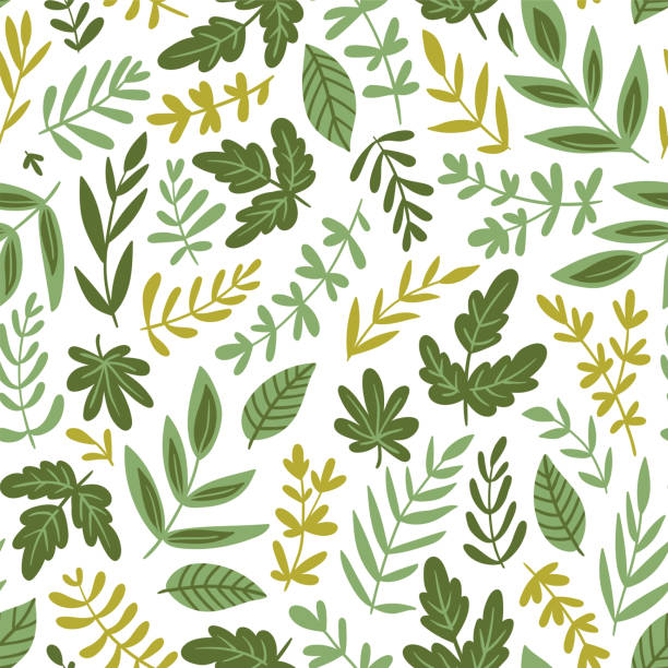 손으로 그린된 원활한 패턴-샐러드 채소와 유행 유기 스타일에서에 고립 된 흰색 배경 나뭇잎. 채식 메뉴 또는 포장 디자인에 대 한 벡터 일러스트입니다. - 3659 stock illustrations