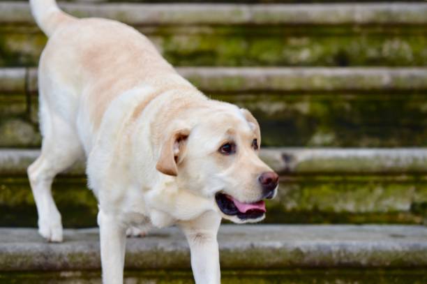 istock Labrador Retriever in Spain 1059063360