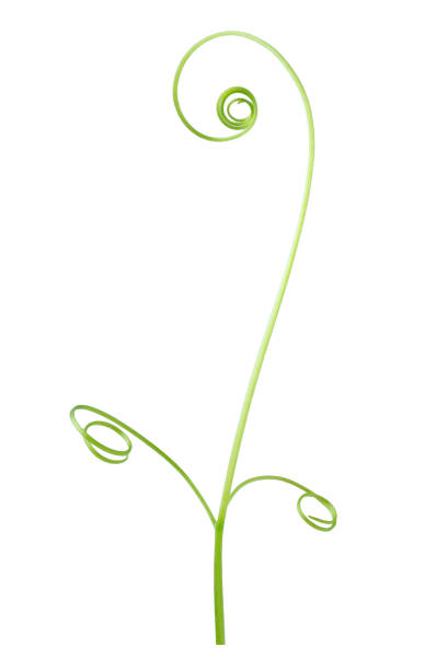 istock Green ivy plant  isolated on gray background, clipping path 1059064548