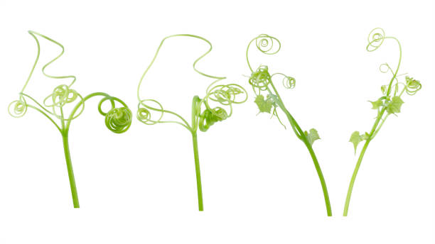 istock Green ivy plant  isolated on gray background, clipping path 1059064584