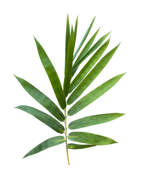istock bamboo isolated on gray background with clipping path 1059065362