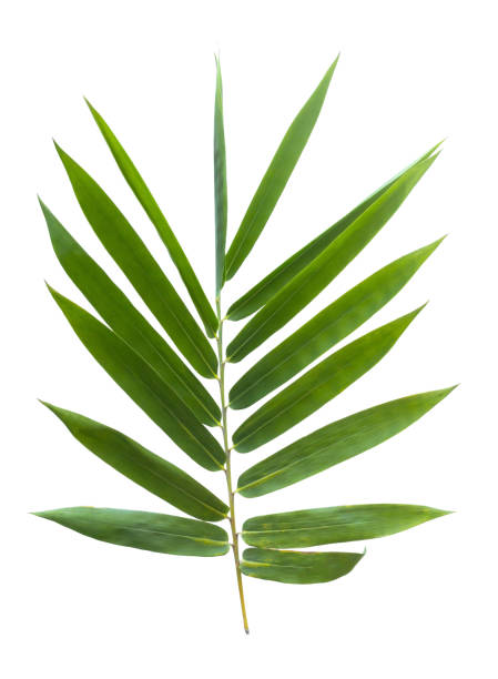 istock bamboo isolated on gray background with clipping path 1059065600