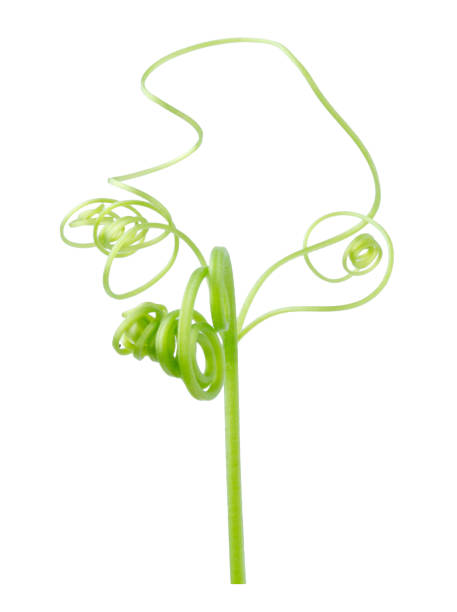 istock Green ivy plant  isolated on gray background, clipping path 1059065664
