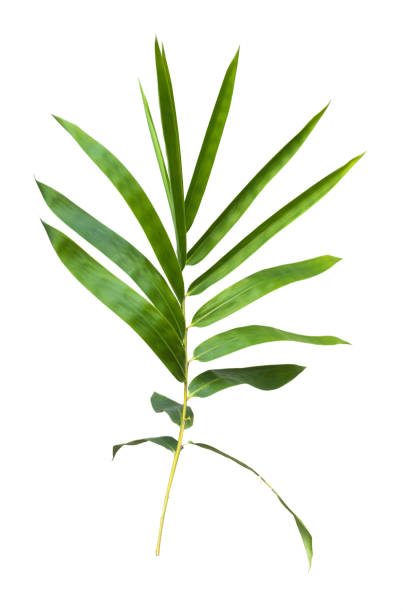 istock bamboo isolated on gray background with clipping path 1059065698