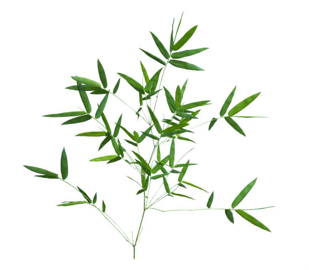 istock bamboo isolated on gray background with clipping path 1059065716