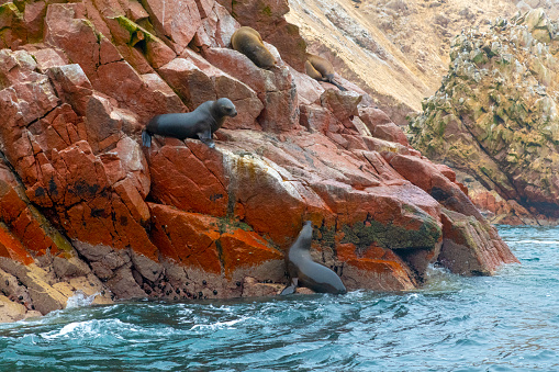 Sea Lions on the rocks at Ballestas Islands, Paracas, Peru. The islands are known for its great wildlife.
