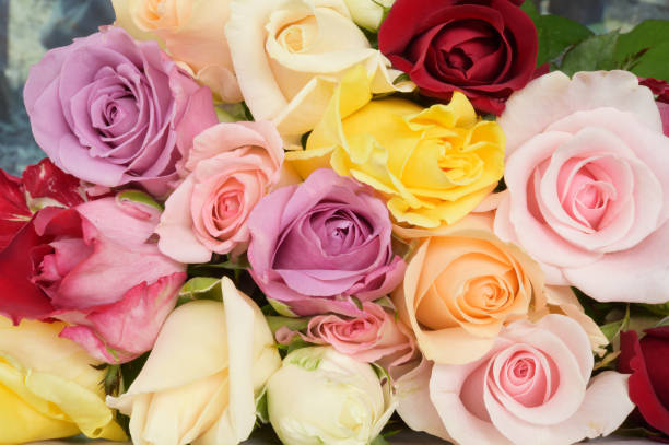 istock close up of colorful rose 1059069374