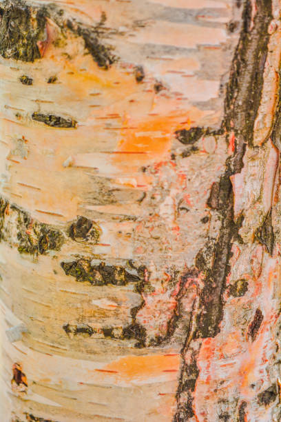 istock Texture of tree bark with green moss 1059071602