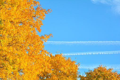 Branch of autumn maple leaves on blue sky with plane track. Maple tree with yellow leaves on autumn season