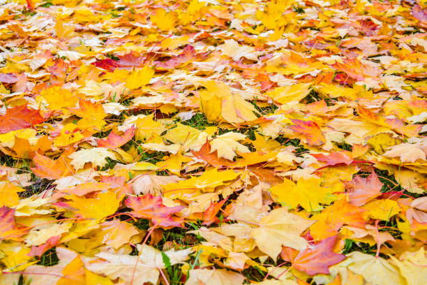 istock Autumn Fall Maple Leaves on Green Grass 1059072858