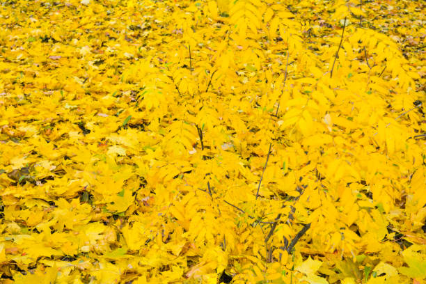 istock Autumn Fall Maple Leaves on Green Grass 1059072868