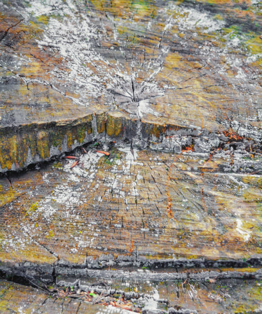 istock Cross section of old tree stump with cracks and annual age rings 1059074268