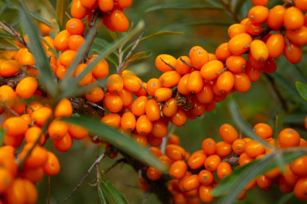 bagas de espinheiro mar maduros em um galho. - sea buckthorn - fotografias e filmes do acervo