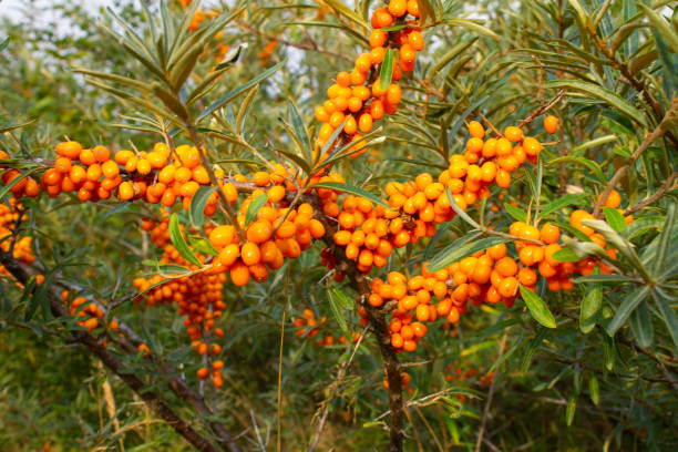 istock Ripe sea buckthorn berries on a branch. 1059074648