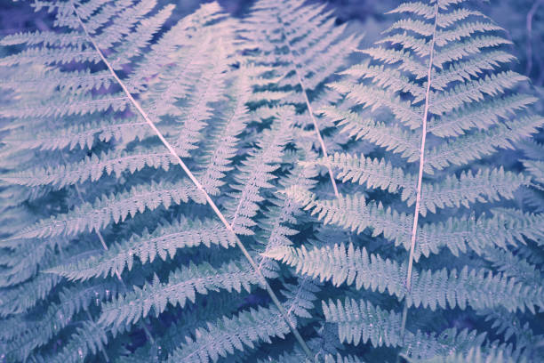 istock green fern as a background, close-up. 1059076776