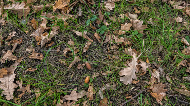 istock forest in autumn in the park, green grass 1059076962