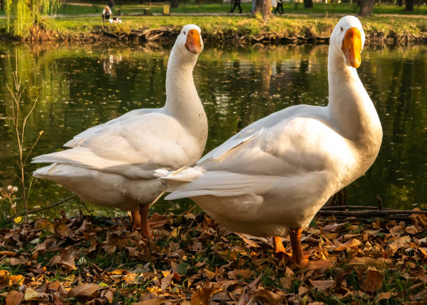 istock white geese walking near the lake 1059077162