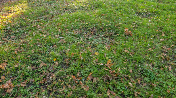 istock forest in autumn in the park, green grass 1059079350