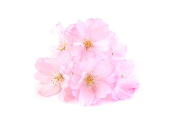 istock Branch of Cherry blossom. Sakura. 1059079672