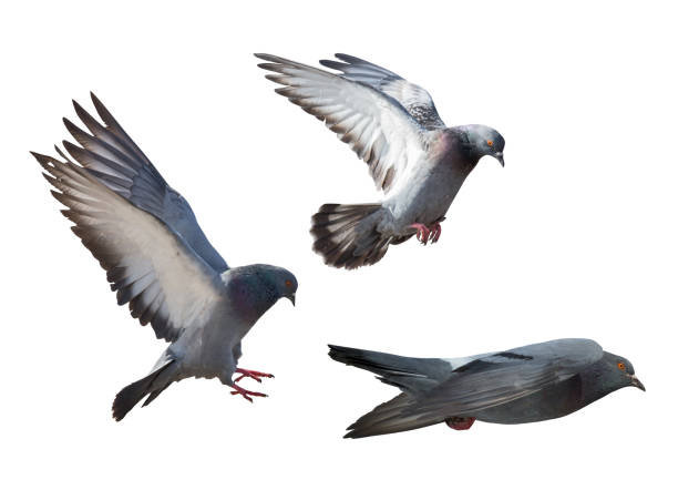 istock isolated on white three dark gray flying pigeons 1059083560