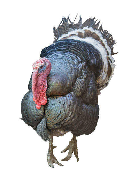 istock large turkey male on white 1059083810