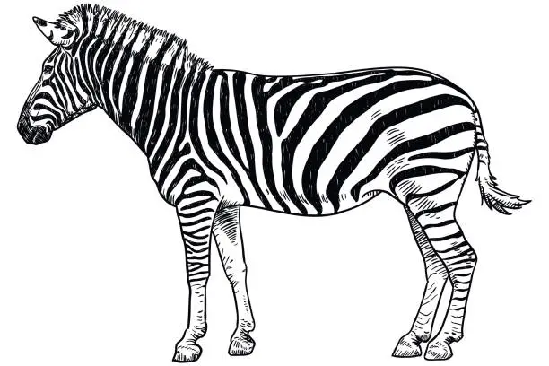 Vector illustration of Drawing of zebra