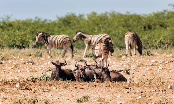 istock Blue Wildebeest Gnu, Namibia Africa wildlife safari 1059088634