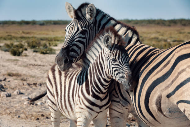 istock Zebra in bush, Namibia Africa wildlife 1059088654