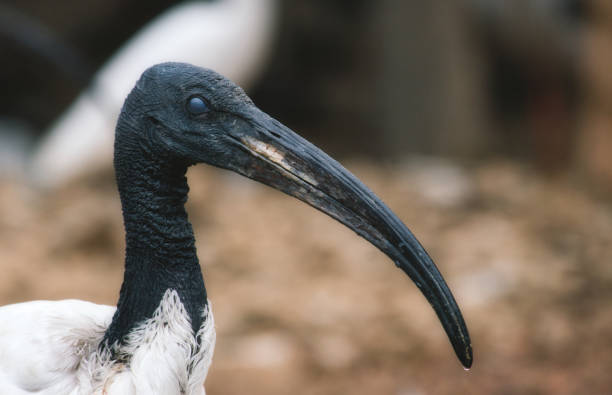 istock African sacred ibis long billed bird 1059091146
